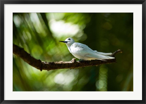 Framed Fairy Turns on Fregate Island, Seychelles Print