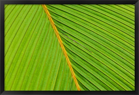 Framed Flora, Palm Frond on Fregate Island, Seychelles Print