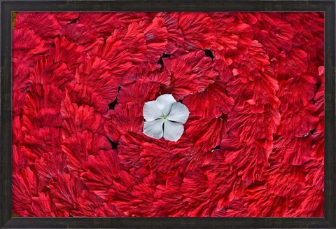 Framed Flower arrangments at spa, Fregate Resort, Seychelles Print