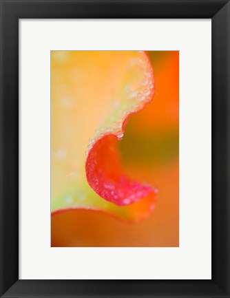 Framed Flower Petal with Rain Drop Print