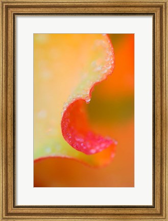 Framed Flower Petal with Rain Drop Print