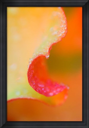 Framed Flower Petal with Rain Drop Print