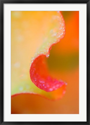 Framed Flower Petal with Rain Drop Print