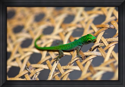 Framed Gecko lizard, Seychelles Print