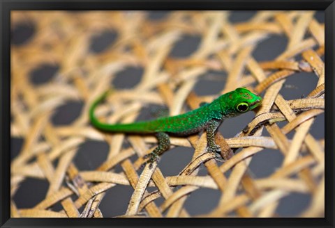 Framed Gecko lizard, Seychelles Print