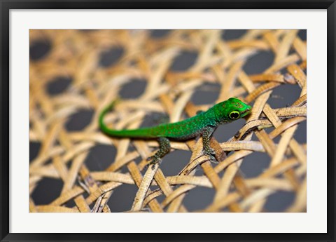 Framed Gecko lizard, Seychelles Print