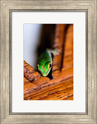 Framed Gecko lizard, Fregate Island Resort, Seychelles Print