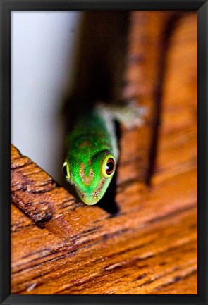 Framed Gecko lizard, Fregate Island Resort, Seychelles Print