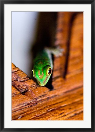 Framed Gecko lizard, Fregate Island Resort, Seychelles Print