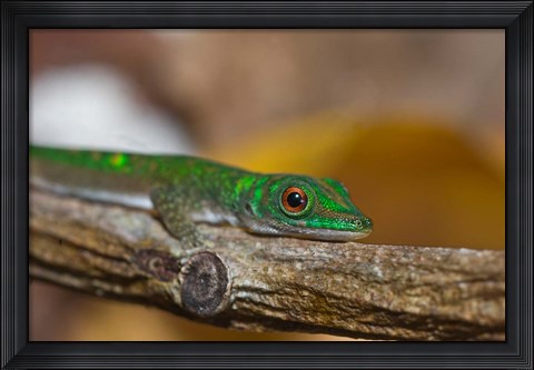 Framed Gecko lizard, La Digue Island, Seychelles, Africa Print