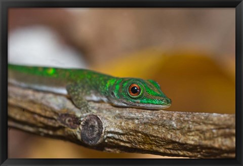 Framed Gecko lizard, La Digue Island, Seychelles, Africa Print