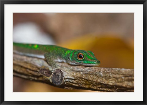 Framed Gecko lizard, La Digue Island, Seychelles, Africa Print