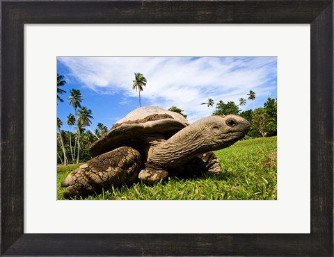 Framed Giant Tortoise on Fregate Island, Seychelles Print