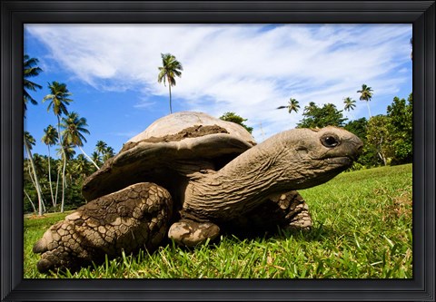 Framed Giant Tortoise on Fregate Island, Seychelles Print