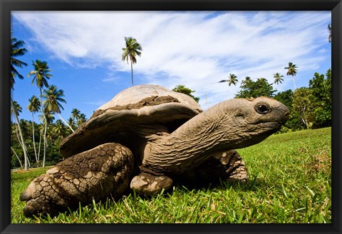 Framed Giant Tortoise on Fregate Island, Seychelles Print