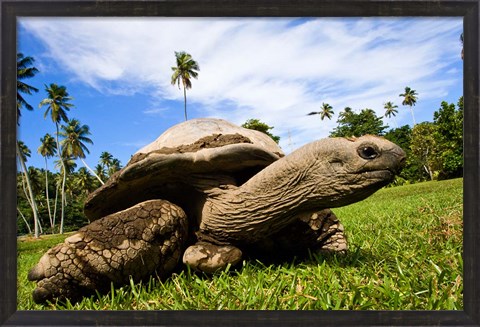 Framed Giant Tortoise on Fregate Island, Seychelles Print