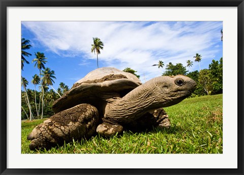 Framed Giant Tortoise on Fregate Island, Seychelles Print