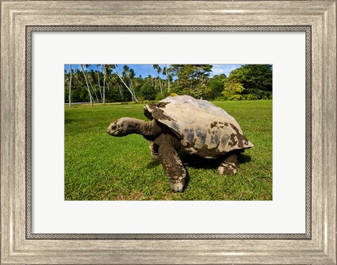 Framed Giant Tortoise, Seychelles Print