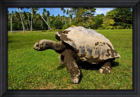 Framed Giant Tortoise, Seychelles Print