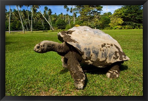 Framed Giant Tortoise, Seychelles Print