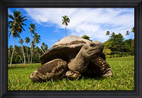 Framed Close Up of Giant Tortoise, Seychelles Print