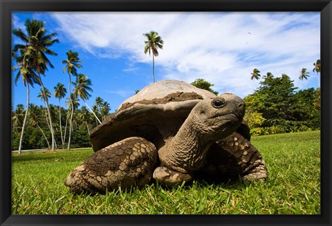 Framed Close Up of Giant Tortoise, Seychelles Print