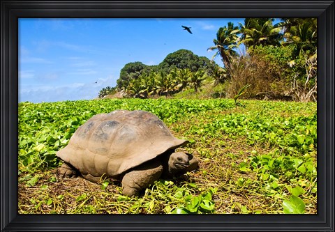 Framed Giant Tortoise in a field, Seychelles Print