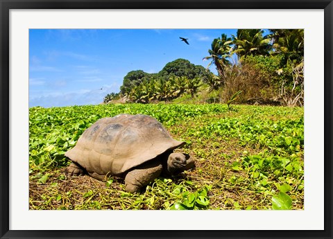 Framed Giant Tortoise in a field, Seychelles Print