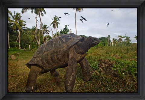 Framed Giant Tortoise, Fregate Island, Seychelles Print