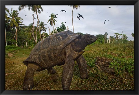 Framed Giant Tortoise, Fregate Island, Seychelles Print