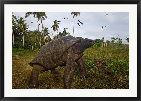 Framed Giant Tortoise, Fregate Island, Seychelles Print