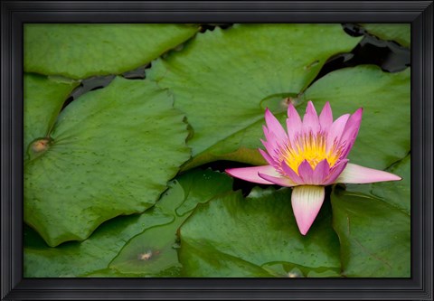 Framed Hong Kong, Chi Lin, Lily pond flower Print