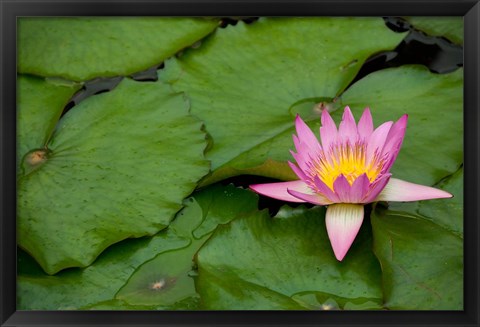 Framed Hong Kong, Chi Lin, Lily pond flower Print