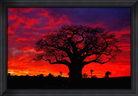 Framed African baobab tree, Tarangire National Park, Tanzania Print
