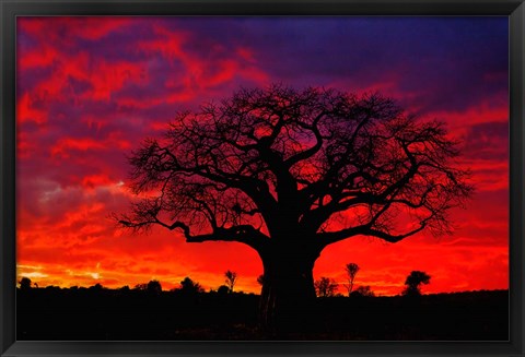 Framed African baobab tree, Tarangire National Park, Tanzania Print