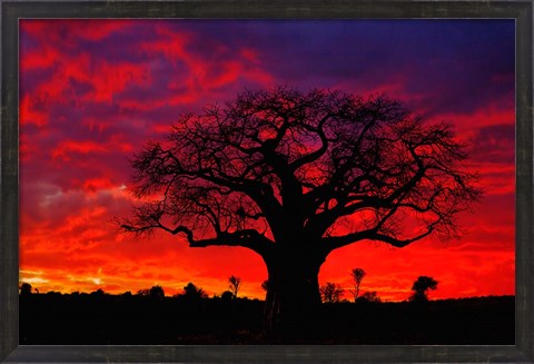 Framed African baobab tree, Tarangire National Park, Tanzania Print