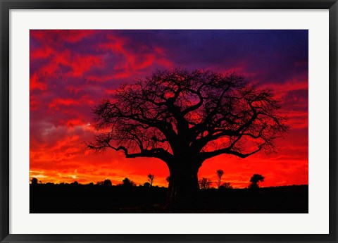 Framed African baobab tree, Tarangire National Park, Tanzania Print