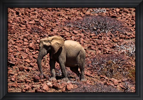 Framed Africa, Namibia, Puros. Desert dwelling elephants of Kaokoland. Print