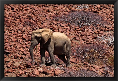 Framed Africa, Namibia, Puros. Desert dwelling elephants of Kaokoland. Print