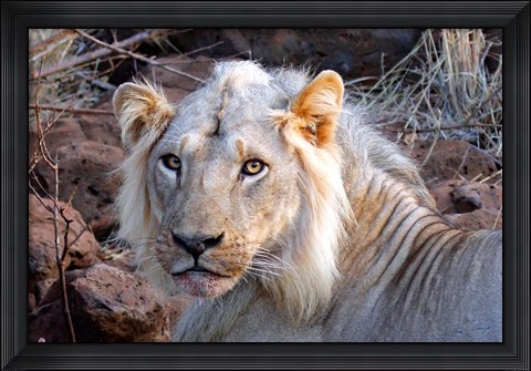Framed Face of feeding lion, Meru, Kenya Print