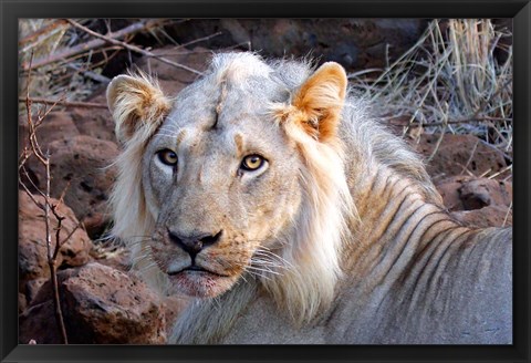 Framed Face of feeding lion, Meru, Kenya Print