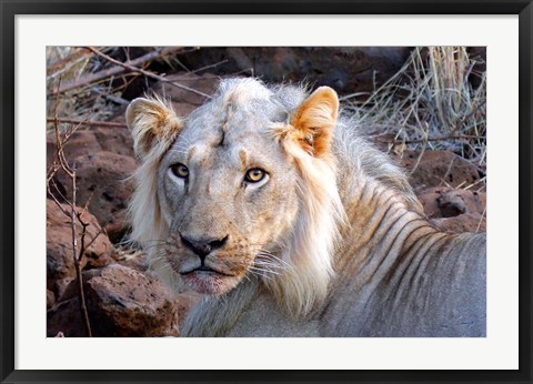 Framed Face of feeding lion, Meru, Kenya Print