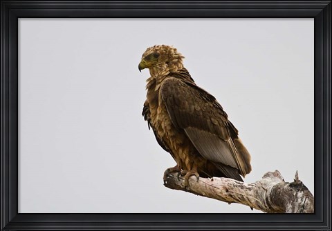 Framed Africa. Tanzania. Bateleur Eagle at Tarangire NP Print