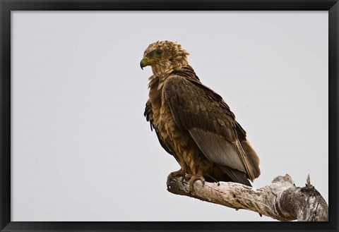 Framed Africa. Tanzania. Bateleur Eagle at Tarangire NP Print