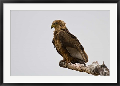 Framed Africa. Tanzania. Bateleur Eagle at Tarangire NP Print