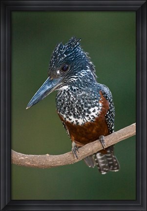 Framed Africa. Tanzania. Giant Kingfisher in Manyara NP. Print