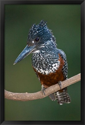 Framed Africa. Tanzania. Giant Kingfisher in Manyara NP. Print