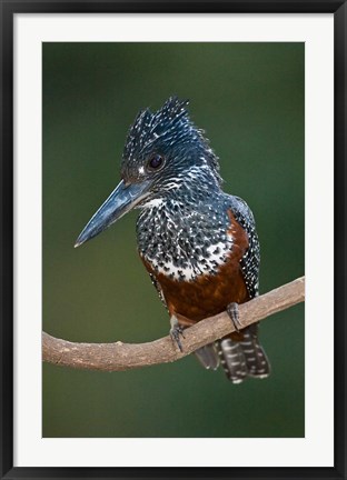 Framed Africa. Tanzania. Giant Kingfisher in Manyara NP. Print