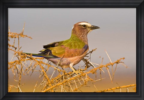 Framed Africa. Tanzania. Rufous-crowned bird, Manyara NP Print