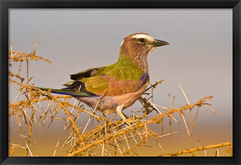 Framed Africa. Tanzania. Rufous-crowned bird, Manyara NP Print